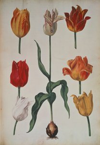 Tulipani: da Verzameling van Bloemen naar deNatuur getekend (Collezione di fiori disegnati dalla natura) c.1630